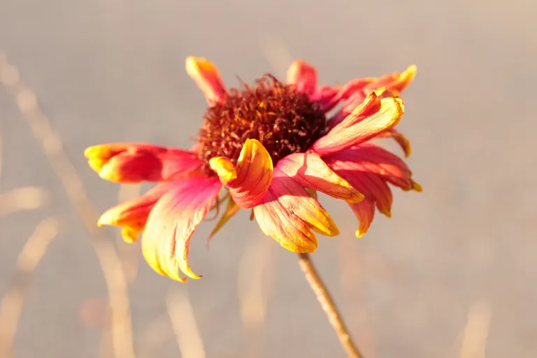 een-imperfecte-bloem