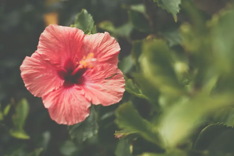 een-bloeiende-hibiscus