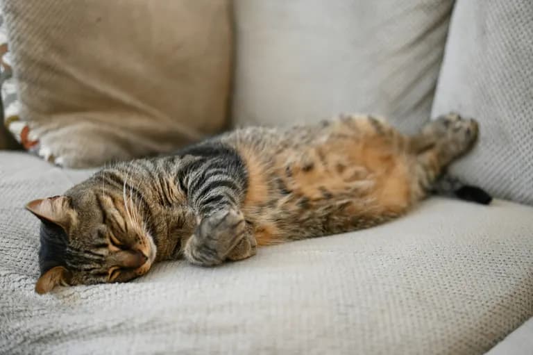 een-slapende-kat