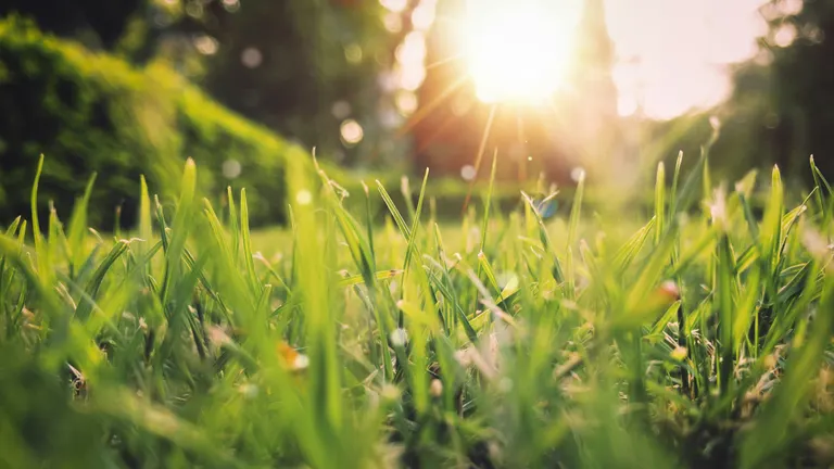 Opkomende-zon-in-veld