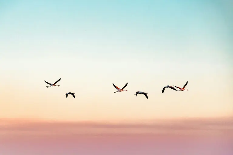 vogels-in-de-lucht