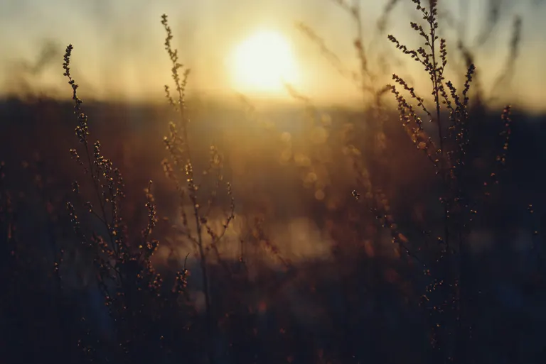 zacht-landschap