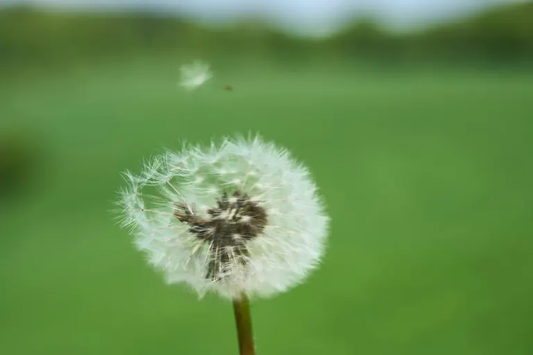 Een pluizenbol met een wegzwevend zaadje boven een zacht groen veld.