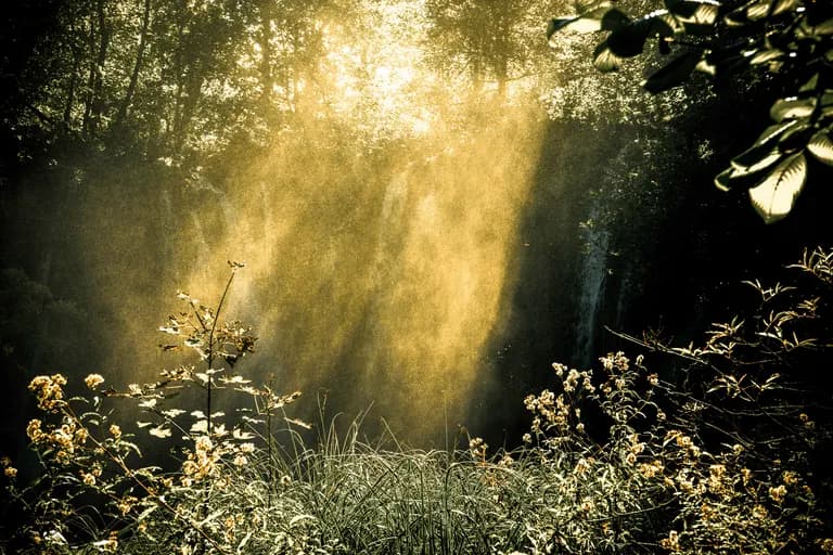 Zonlicht-door-bos