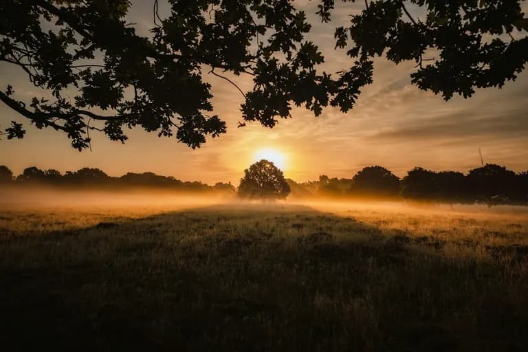 Een warme zonsopgang boven een mistig veld met een boom aan de horizon.
